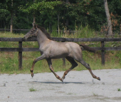 Andalusian 1 - horse Breeds | ცხენის ჯიშები| cxenis jishebi