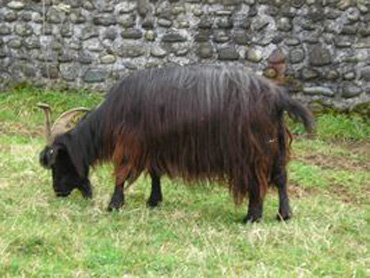 Pyrenean Goat - goats Breeds | txis jishebi | თხის ჯიშები