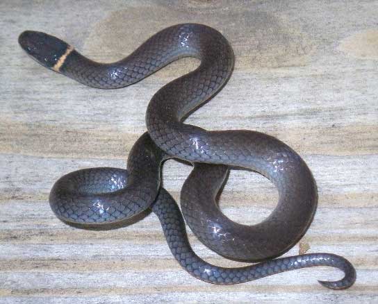 Diadophis punctatus edwardsii - Northern Ring-necked Snake - snake species | gveli | გველი
