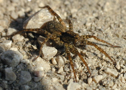 Spotted Wolf Spider - Spider species | OBOBAS JISHEBI | ობობას ჯიშები