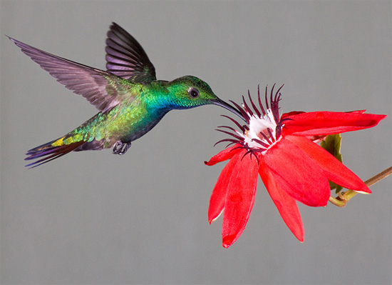 Green-breasted Mango - Bird Species | Frinvelis jishebi | ფრინველის ჯიშები