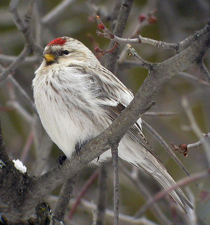 Hoary Redpoll - Bird Species | Frinvelis jishebi | ფრინველის ჯიშები