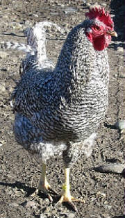 Holland 2 - chicken Breeds | ქათმის ჯიშები | qatmis jishebi