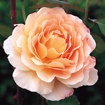 Tamora, Standard - Rose Varieties | VARDI | ვარდი                                                                                                                