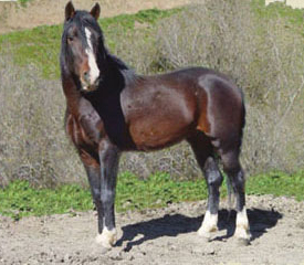 Cerbat - horse Breeds | ცხენის ჯიშები| cxenis jishebi