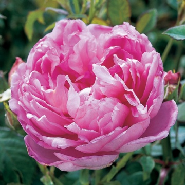 The Ingenious Mr Fairchild - Rose Varieties | VARDI | ვარდი                                                                                                                