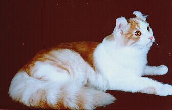 American Curl 3 - cat Breeds | კატის ჯიშები | katis jishebi