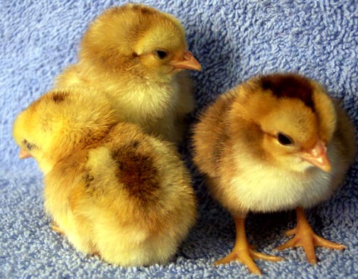 Cubalaya 1 - chicken Breeds | ქათმის ჯიშები | qatmis jishebi