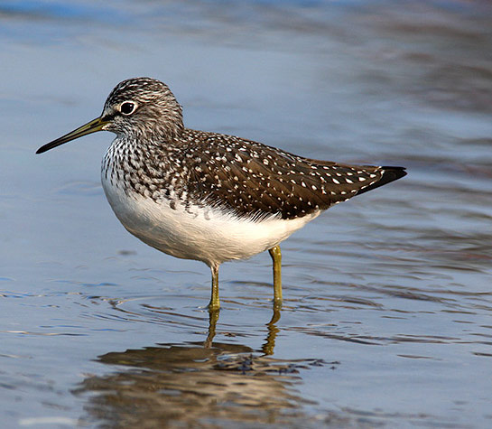 Green Sandpiper - Bird Species | Frinvelis jishebi | ფრინველის ჯიშები