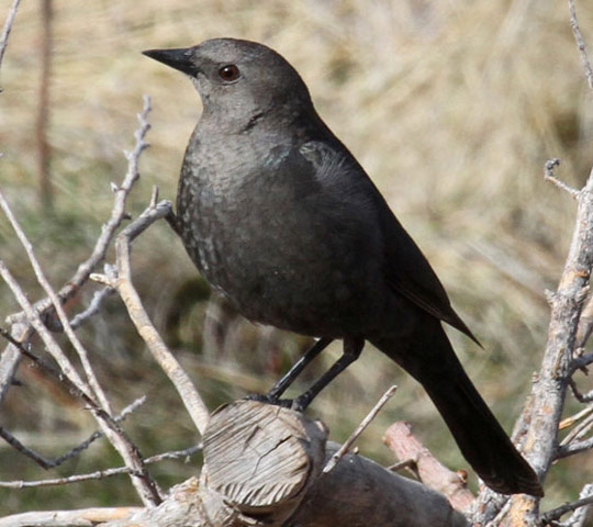 Brewer's Blackbird - Bird Species | Frinvelis jishebi | ფრინველის ჯიშები