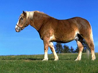 Boer Pony - horse Breeds | ცხენის ჯიშები| cxenis jishebi
