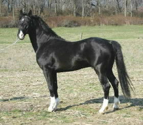 Hackney 3 - horse Breeds | ცხენის ჯიშები| cxenis jishebi
