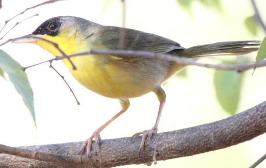 Gray-crowned Yellowthroat - Bird Species | Frinvelis jishebi | ფრინველის ჯიშები