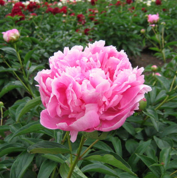 Dr. Alexander Fleming -                                                                                                                 Peonies species| PIONI | პიონი