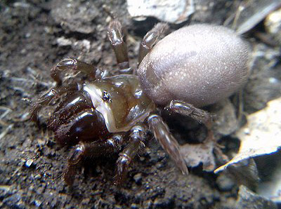 Purse Web Spider - Spider species | OBOBAS JISHEBI | ობობას ჯიშები