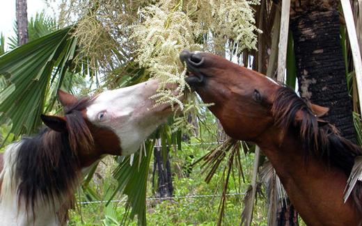 Abaco Spanish Colonial 2 - horse Breeds | ცხენის ჯიშები| cxenis jishebi