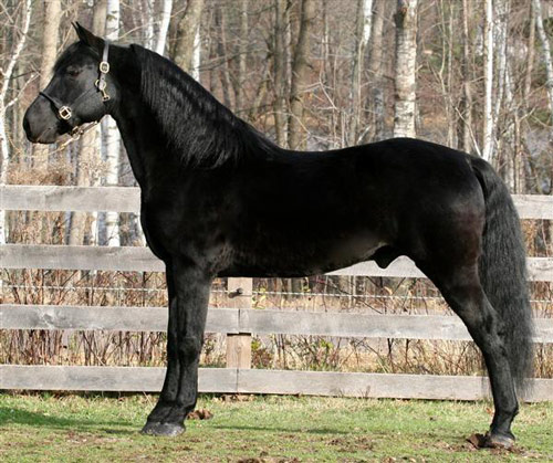 Abyssinian Horse - horse Breeds | ცხენის ჯიშები| cxenis jishebi