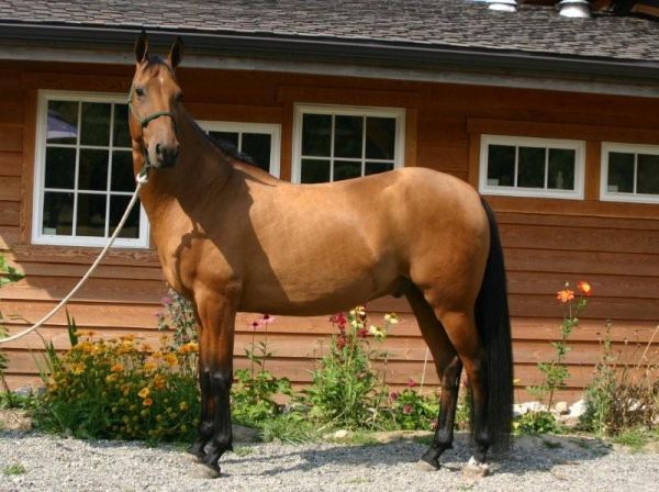 Akhal-Teke 1 - horse Breeds | ცხენის ჯიშები| cxenis jishebi