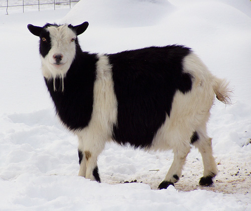 Nigerian Dwarf Goat - goats Breeds | txis jishebi | თხის ჯიშები