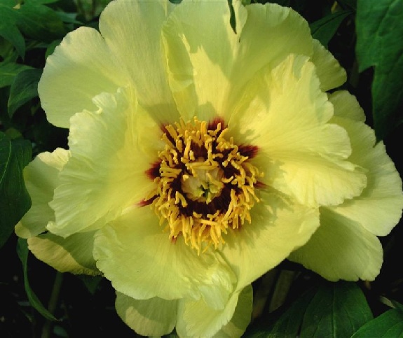Canary -                                                                                                                 Peonies species| PIONI | პიონი