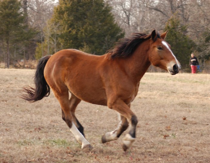 Mustang - horse Breeds | ცხენის ჯიშები| cxenis jishebi