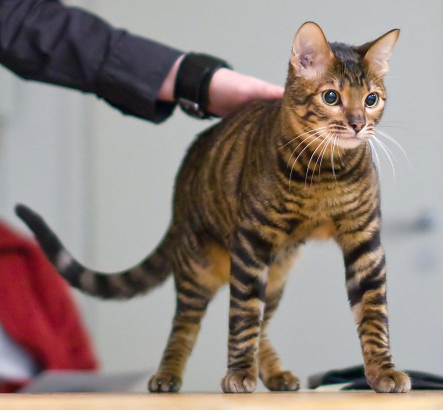 Toyger 3 - cat Breeds | კატის ჯიშები | katis jishebi