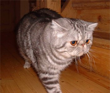 Exotic 3 - cat Breeds | კატის ჯიშები | katis jishebi
