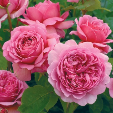 Princess Alexandra of Kent - Rose Varieties | VARDI | ვარდი                                                                                                                