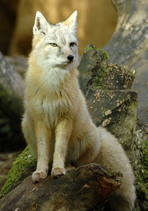 Corsac Fox - fox species | melias jishebi | მელიას ჯიშები