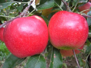 Autumn Crisp - Apple Varieties