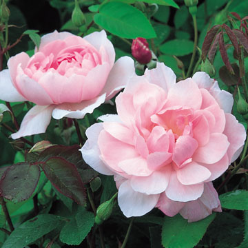 Mortimer Sackler Climbing - Rose Varieties | VARDI | ვარდი                                                                                                                