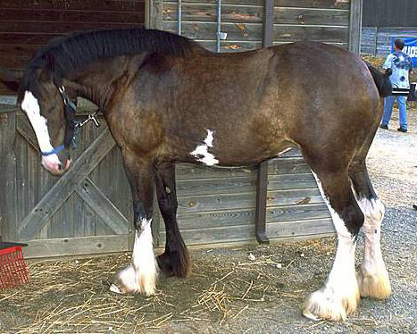 Abtenauer Horse - horse Breeds | ცხენის ჯიშები| cxenis jishebi