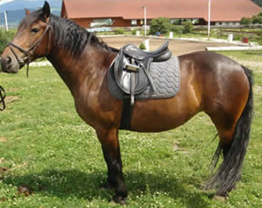 Abtenauer Horse - horse Breeds | ცხენის ჯიშები| cxenis jishebi