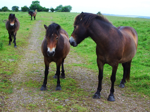 Exmoor 2 - horse Breeds | ცხენის ჯიშები| cxenis jishebi