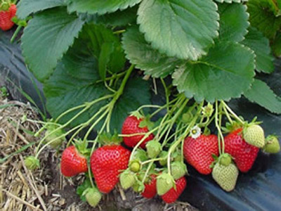 Flamenco - Strawberry Varieties