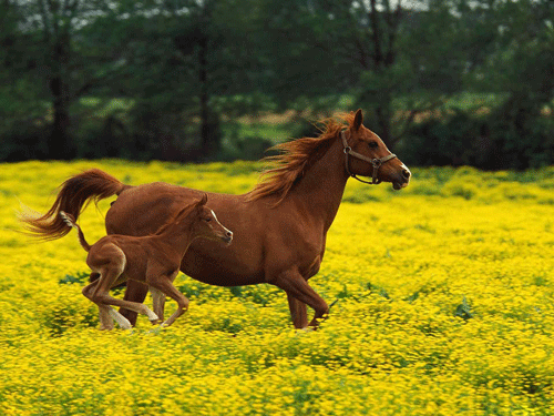 Gelderlander 2 - horse Breeds | ცხენის ჯიშები| cxenis jishebi