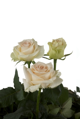 Keepsake - Rose Varieties | VARDI | ვარდი                                                                                                                