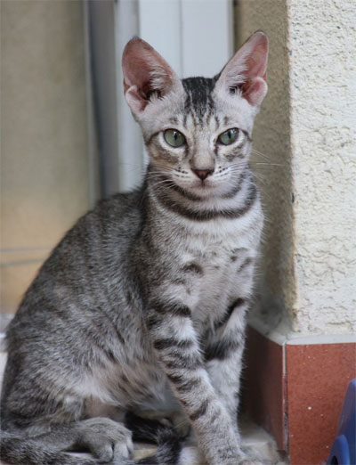 Arabian mau - cat Breeds | კატის ჯიშები | katis jishebi