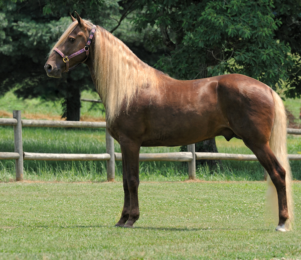 Rocky Mountain Horse 1 - horse Breeds | ცხენის ჯიშები| cxenis jishebi