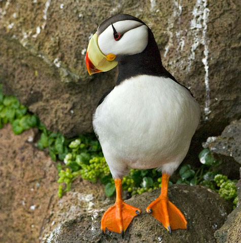 Horned Puffin - Bird Species | Frinvelis jishebi | ფრინველის ჯიშები