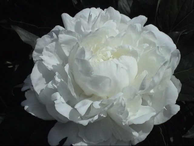 Ann Cousins -                                                                                                                 Peonies species| PIONI | პიონი