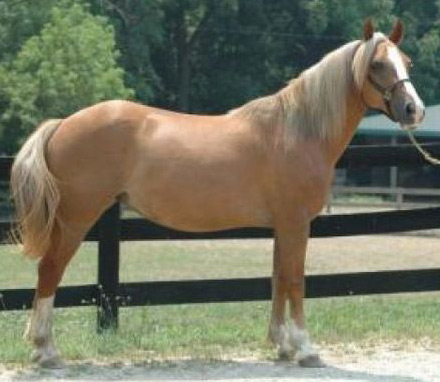 Arab-Haflinger Horse - horse Breeds | ცხენის ჯიშები| cxenis jishebi