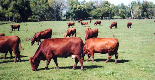 Red Angus - COW BREEDS | DZROXIS JISHEBI | ძროხის ჯიშები