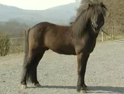 Aegidienberger Horse - horse Breeds | ცხენის ჯიშები| cxenis jishebi