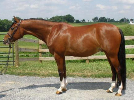 American Sport Pony - horse Breeds | ცხენის ჯიშები| cxenis jishebi