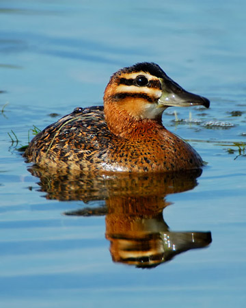 Masked Duck - Bird Species | Frinvelis jishebi | ფრინველის ჯიშები