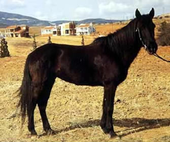 Pindos - horse Breeds | ცხენის ჯიშები| cxenis jishebi