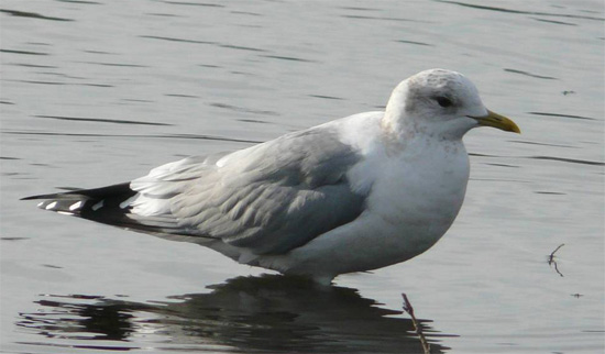 Mew Gull - Bird Species | Frinvelis jishebi | ფრინველის ჯიშები