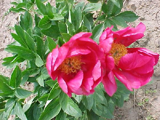 Christmas Holiday -                                                                                                                 Peonies species| PIONI | პიონი