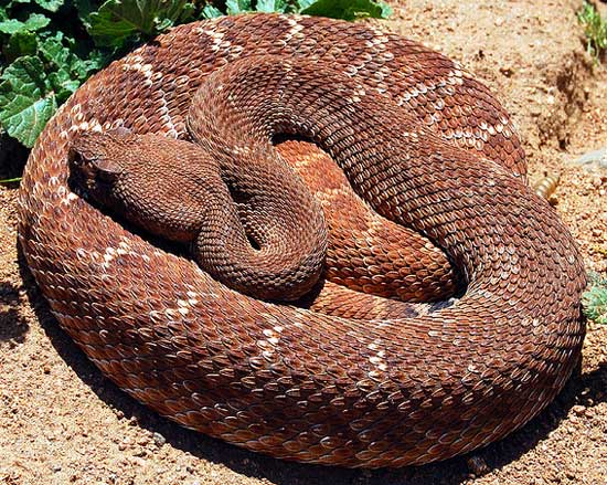 Crotalus ruber - Red Diamond Rattlesnake - snake species | gveli | გველი